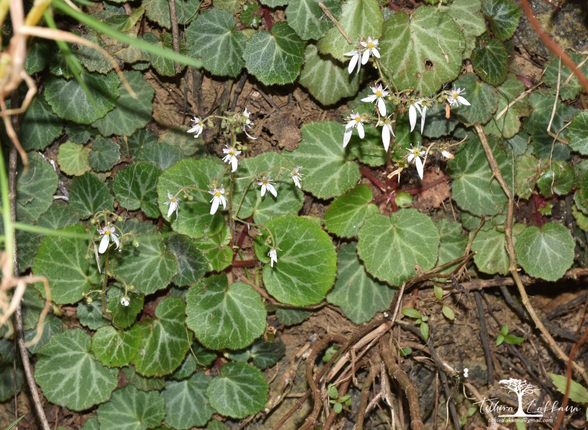 Saxifraga stolonifera Curtis